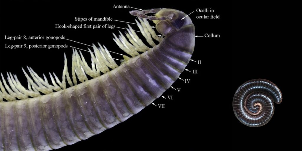 Ommatoiulus moreleti anterior anatomy by Akkari, N.