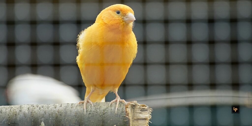 Kanarische Mönche züchteten den Kanarienvogel