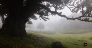 Lorbeerwälder, Zauber der Natur